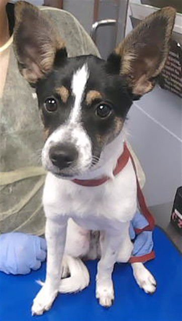 RASCAL - Parson Russell Terrier available for adoption