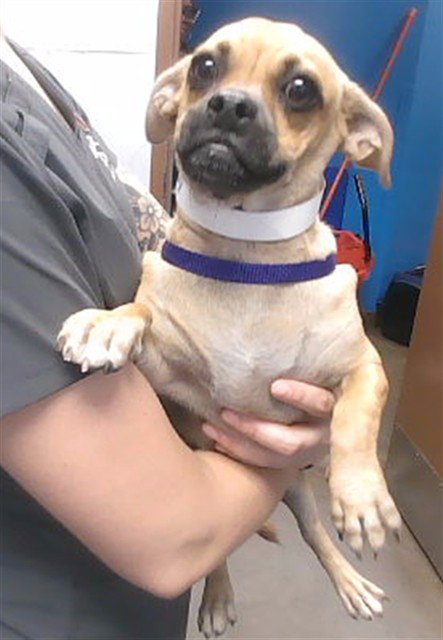 BEANS - Chihuahua / Pug available for adoption