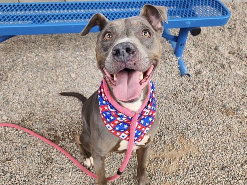 WILFRED - American Pit Bull Terrier available for adoption