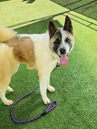 LYRA - Photo 1