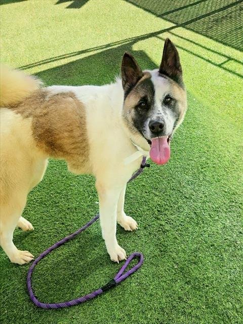 LYRA - Akita available for adoption