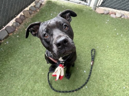 BUTTERFLY - American Pit Bull Terrier available for adoption