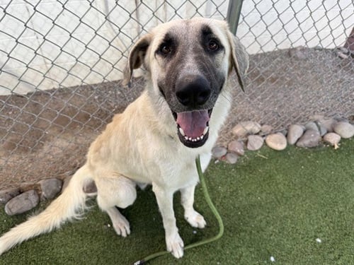 XYLOPHONE - Anatolian Shepherd available for adoption