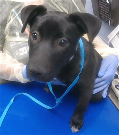 ECLIPSE - Labrador Retriever available for adoption