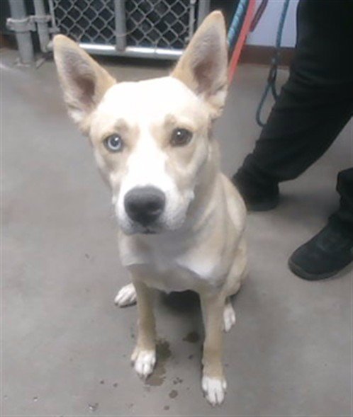 DAISY - Siberian Husky available for adoption