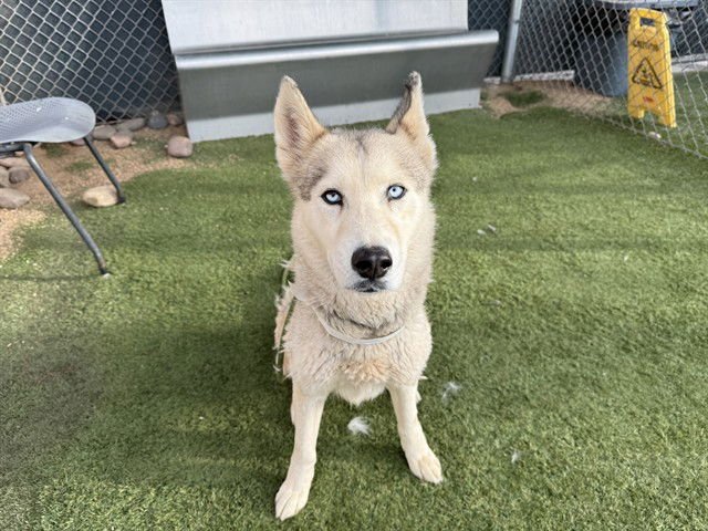 SELINE - Siberian Husky available for adoption
