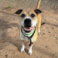 LOUIE - Photo 1