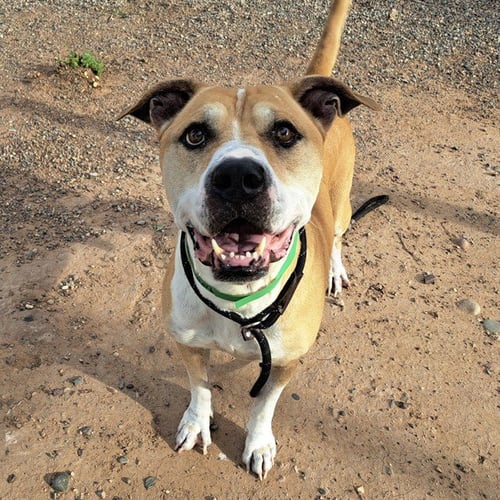 LOUIE - American Pit Bull Terrier available for adoption