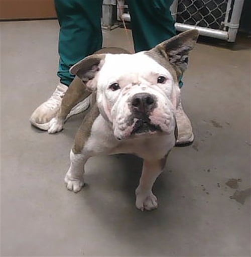 RAPUNZEL - English Bulldog / American Pit Bull Terrier available for adoption