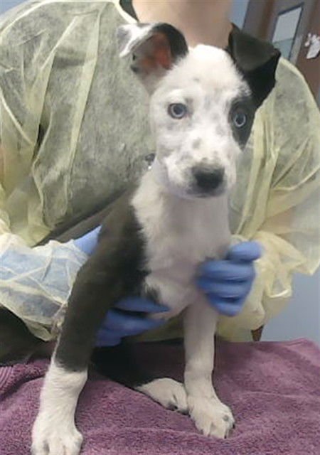 BOB - Labrador Retriever available for adoption