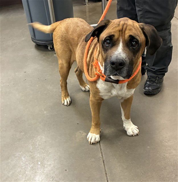 BEAR - Saint Bernard / Boxer available for adoption