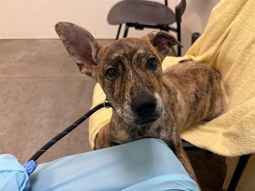 POOL - Hound available for adoption