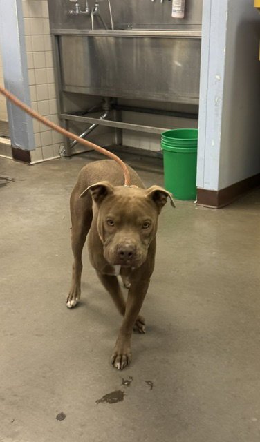 COUSCOUS - American Staffordshire Terrier available for adoption