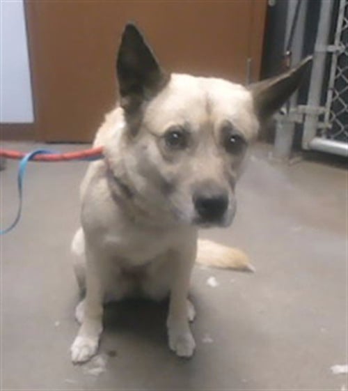 PRETTY LADY - German Shepherd Dog available for adoption