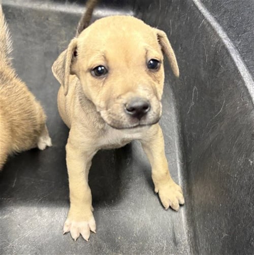 THUNDER - Labrador Retriever available for adoption