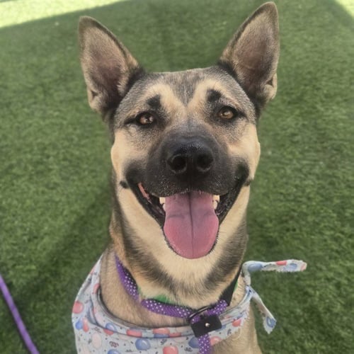 ALLIUM - Belgian Shepherd Malinois available for adoption