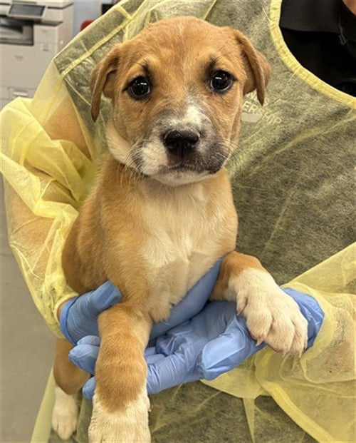 TOAST - American Pit Bull Terrier available for adoption