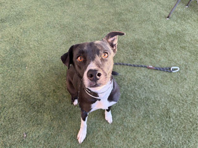 FRESA - Border Collie available for adoption