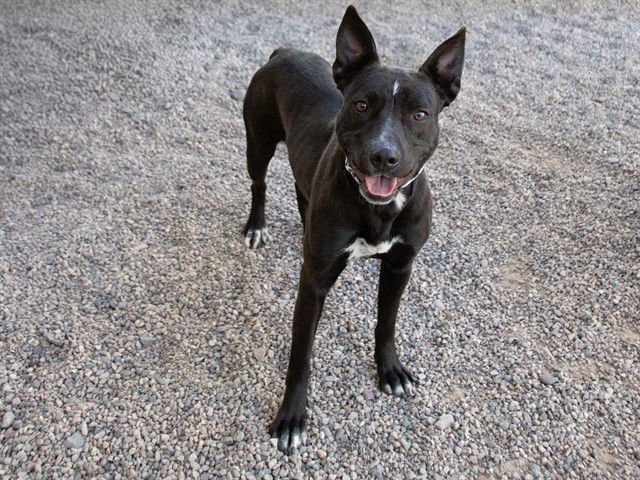 CURRENTS - American Pit Bull Terrier / Boxer available for adoption