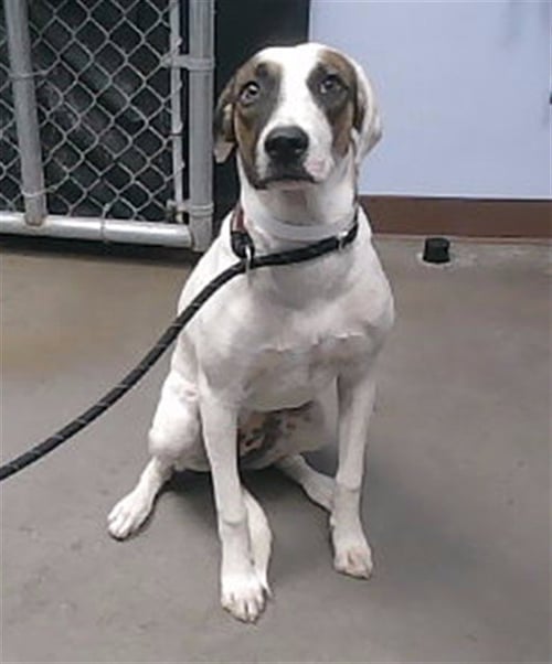 ZOE - Pointer / Australian Cattle Dog/Blue Heeler available for adoption