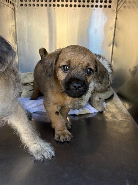 A5172569 - Chihuahua available for adoption