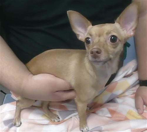 BAMBI - Chihuahua available for adoption