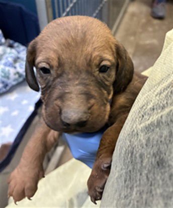 PUMBAA - Dachshund / Doberman Pinscher available for adoption