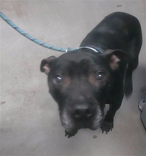 SCAR - American Pit Bull Terrier available for adoption