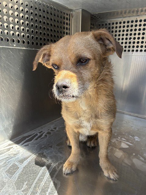 MR FOX - Border Terrier available for adoption