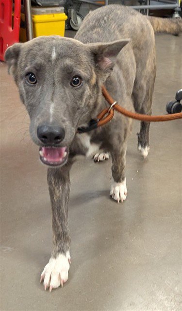 LUCY - Dutch Shepherd available for adoption