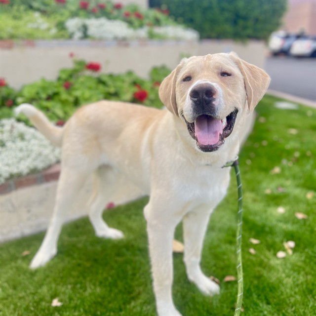 TROOPER - Labrador Retriever / German Shepherd Dog available for adoption