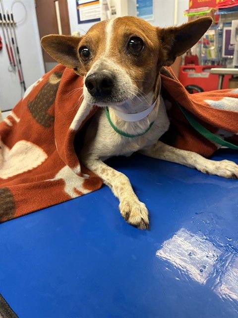 STEPHEN - Chihuahua available for adoption