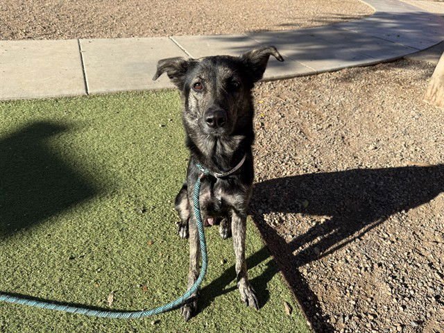 CAPRICORN - Australian Cattle Dog/Blue Heeler available for adoption