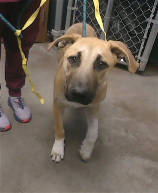 KOOL AID - German Shepherd Dog available for adoption