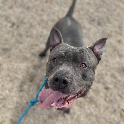 HIPPO - American Pit Bull Terrier available for adoption