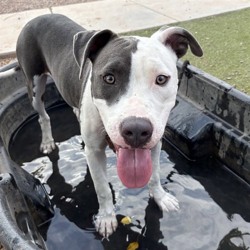 BANDIT - American Pit Bull Terrier available for adoption