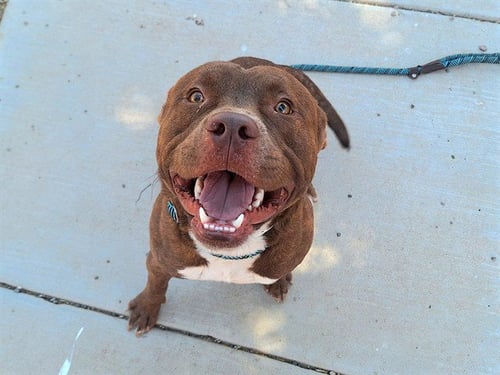 POOKA - American Pit Bull Terrier available for adoption
