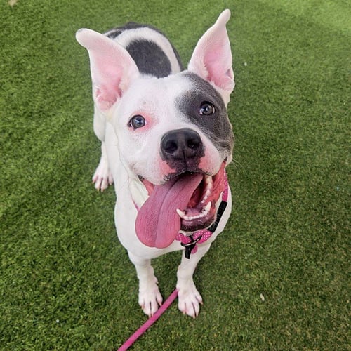 ANGEL - American Pit Bull Terrier available for adoption
