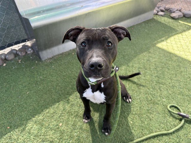 YOYO - American Pit Bull Terrier available for adoption