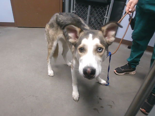 TIFFANY - Husky available for adoption