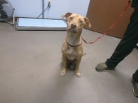 TINKERBELL - Photo 1