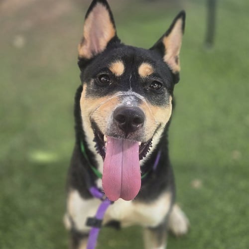 SKEETER - Australian Kelpie available for adoption