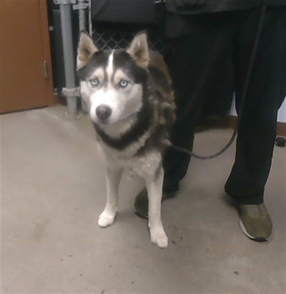 MAX Image