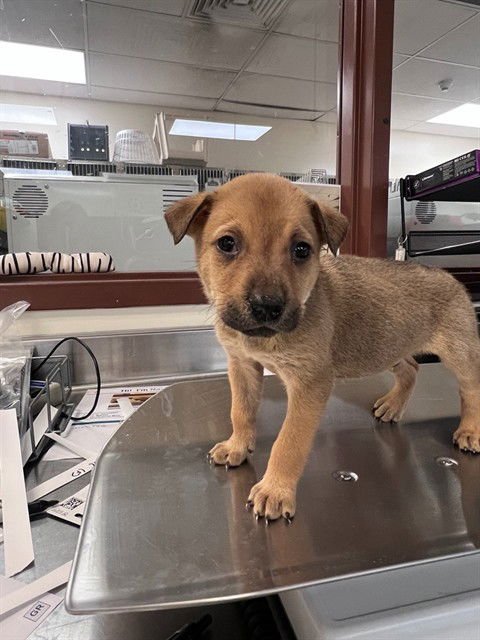 PERIWINKLE - American Pit Bull Terrier / German Shepherd Dog available for adoption