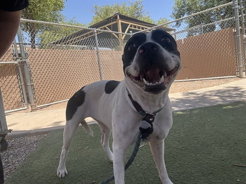 PIPER - American Pit Bull Terrier available for adoption