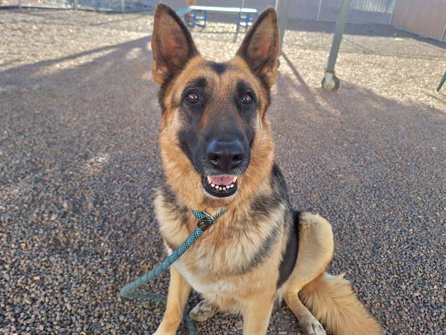 POSIE - German Shepherd Dog available for adoption