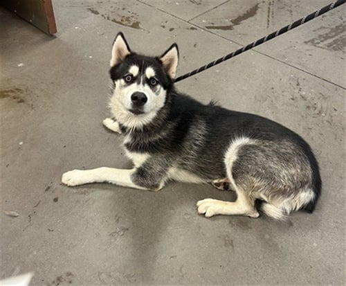 DELI - Siberian Husky available for adoption