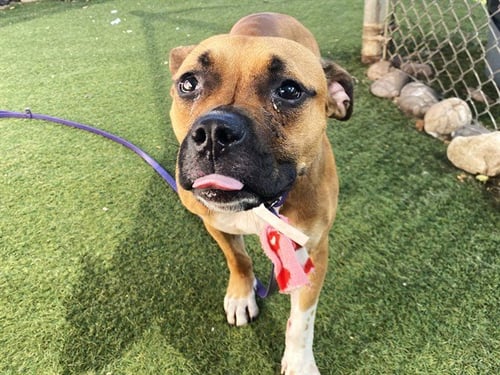 MANDOLIN - Boxer available for adoption