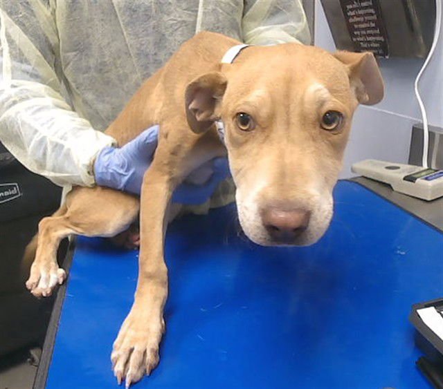 BROWN SUGAR - American Pit Bull Terrier available for adoption