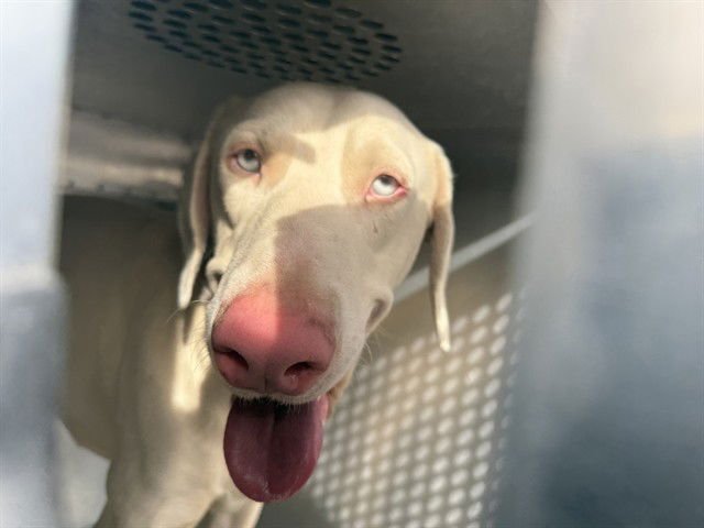 PSYDUCK - Doberman Pinscher available for adoption